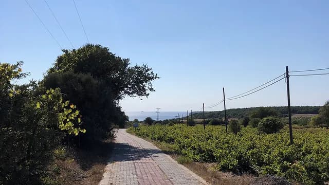 Çavuş-Traube und Weinberge von Bozcaada