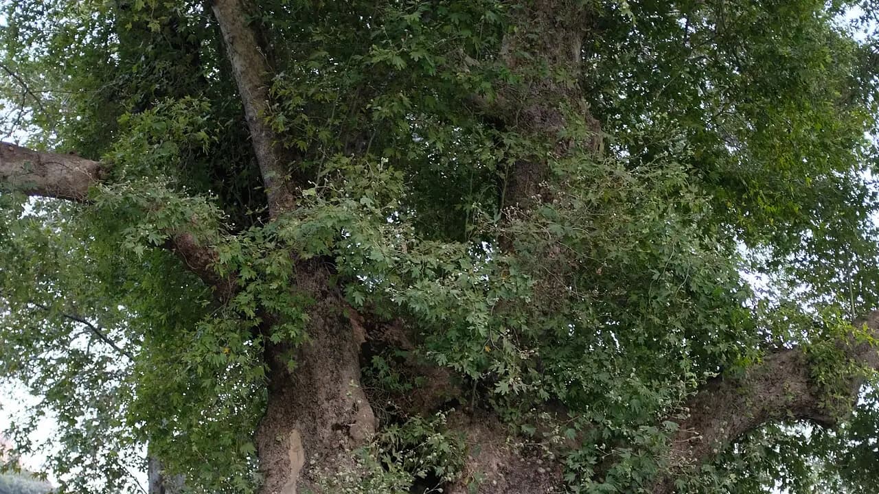 Musa-Baum von Hıdırbey