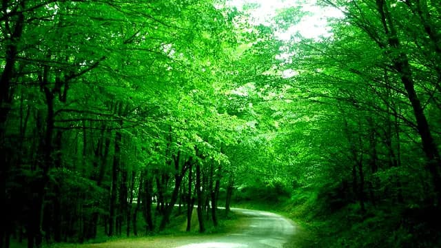 Belgrad Forest