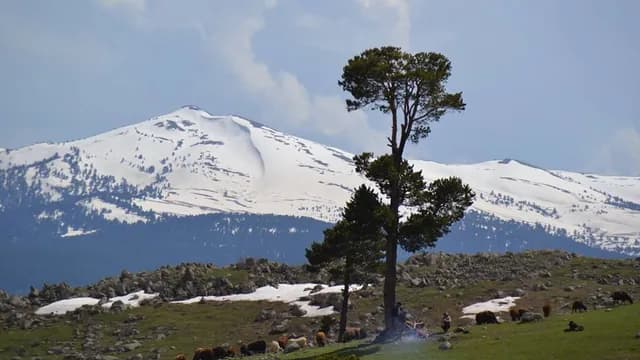 Dikenli Tabya Şehitliği