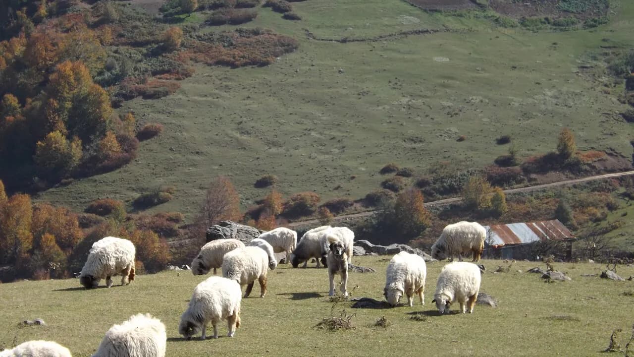 Яйла Аргын (Арган)