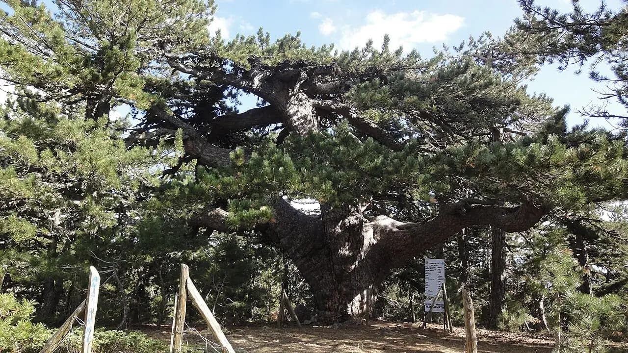 صنوبرة تبه دلن (شجرة أثرية)